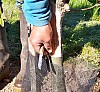 greffe_chaitaignier_062.jpg